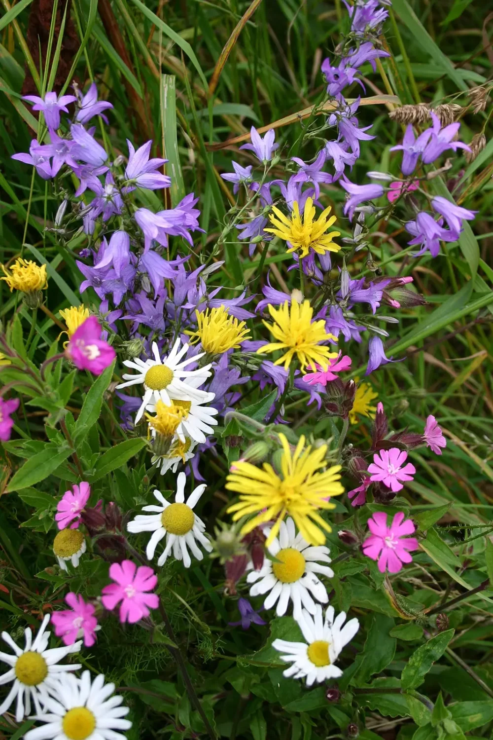 Mieszanka Dzikich Kwiatów i Ziół Kiepenkerl