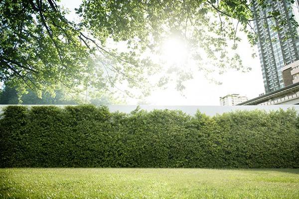 Pielęgnacja trawnika po zimie