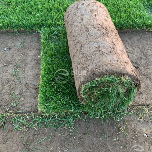 Wycinarka do darni Billy Goat SC181HEU DO WYPOŻYCZENIA - obrazek 3