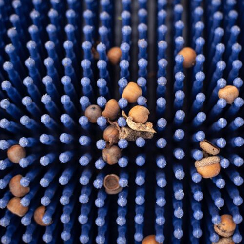 Zbieracz do orzechów i żołędzi Bag-A-Nut