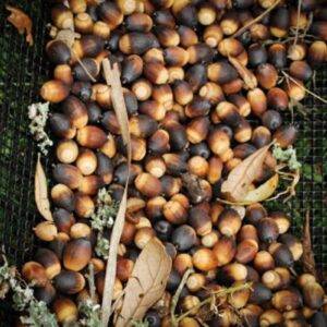 Zbieracz do orzechów i żołędzi Bag-A-Nut