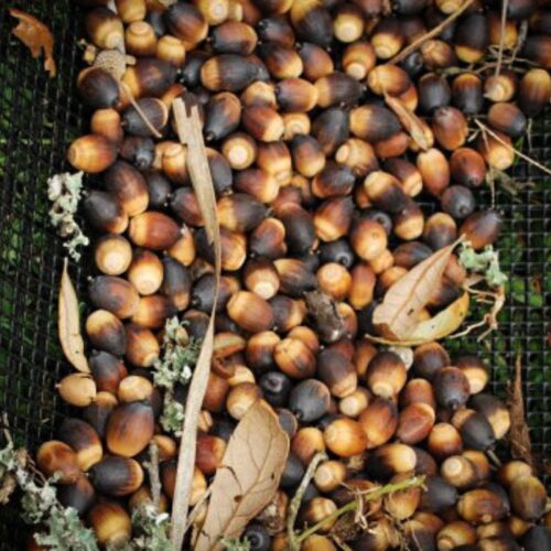 Zbieracz do orzechów i żołędzi Bag-A-Nut