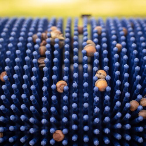 Zbieracz do orzechów i żołędzi Bag-A-Nut