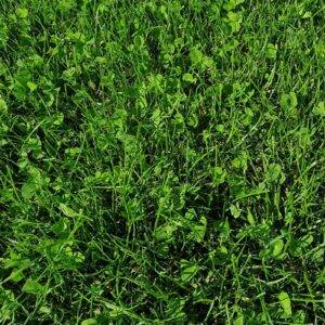 Kiepenkerl Natura mieszanka traw z mikrokoniczyną 10 kg