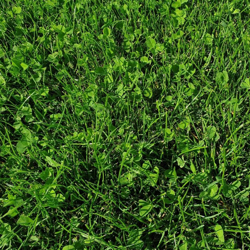 Kiepenkerl Natura mieszanka traw z mikrokoniczyną 10 kg