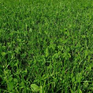 Kiepenkerl Natura mieszanka traw z mikrokoniczyną 10 kg